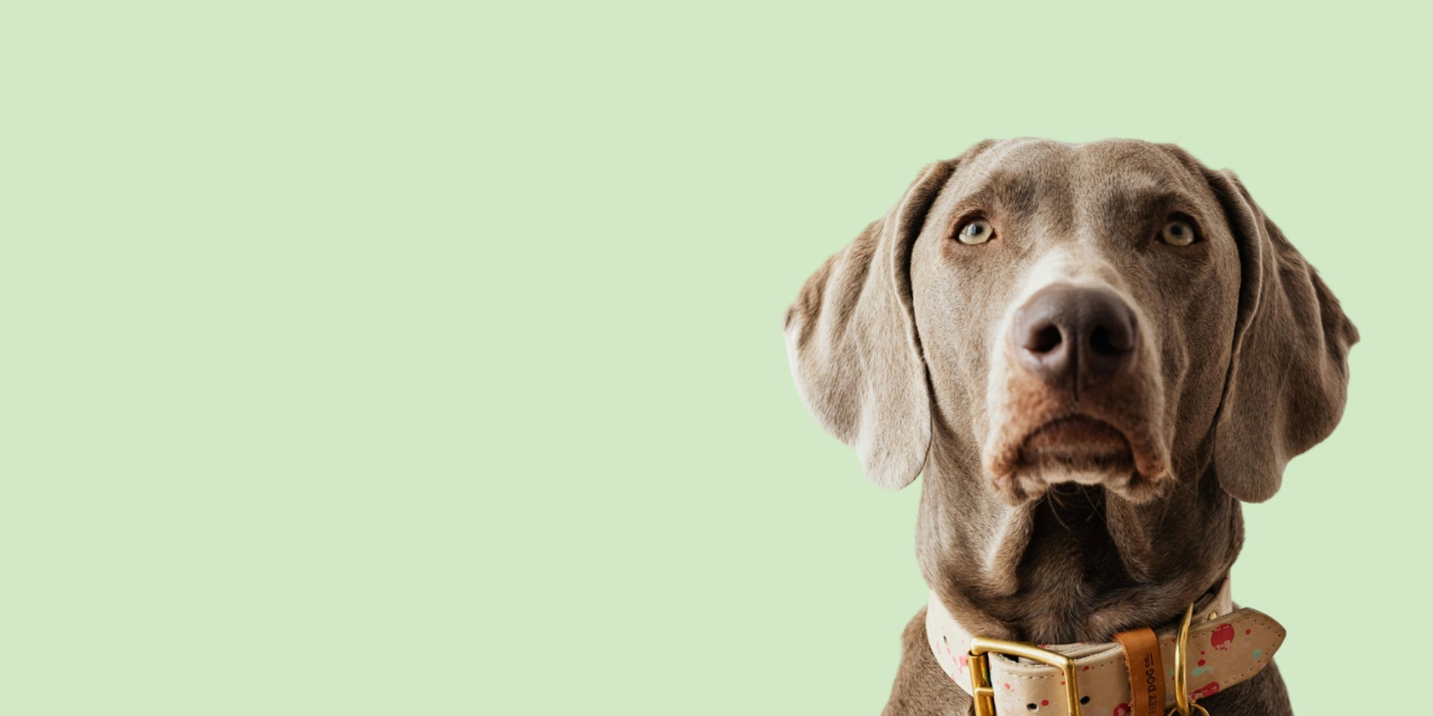 Key Benefits of Frontline Plus for Dogs