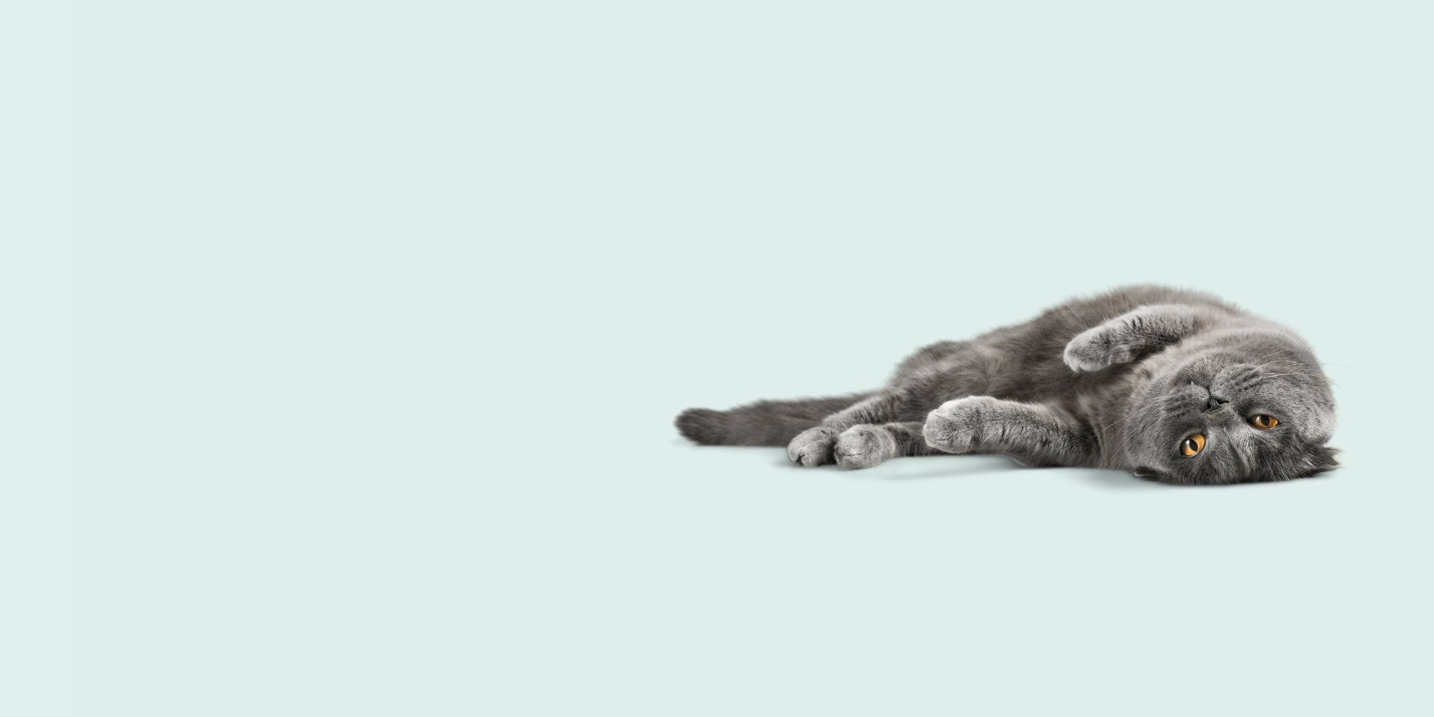 pet supplies