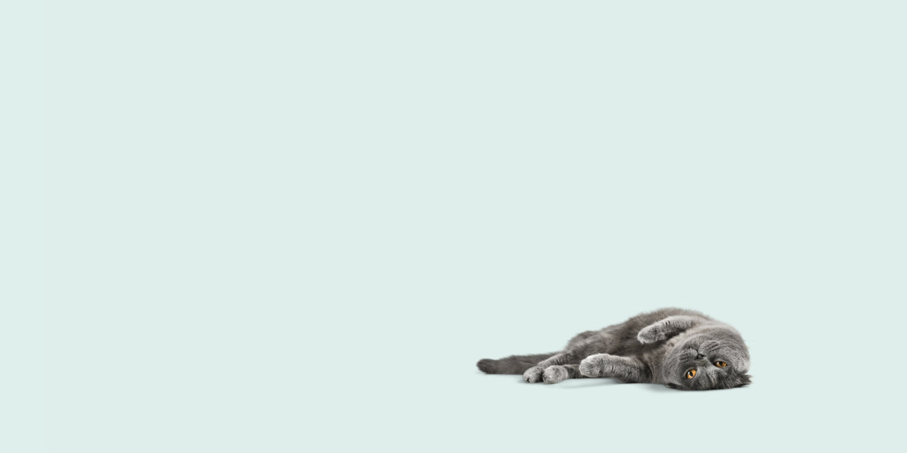 pet supplies