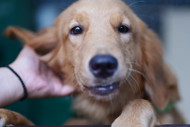 4CYTE for Dogs: Real Results or Just Hype? - Pet Supply