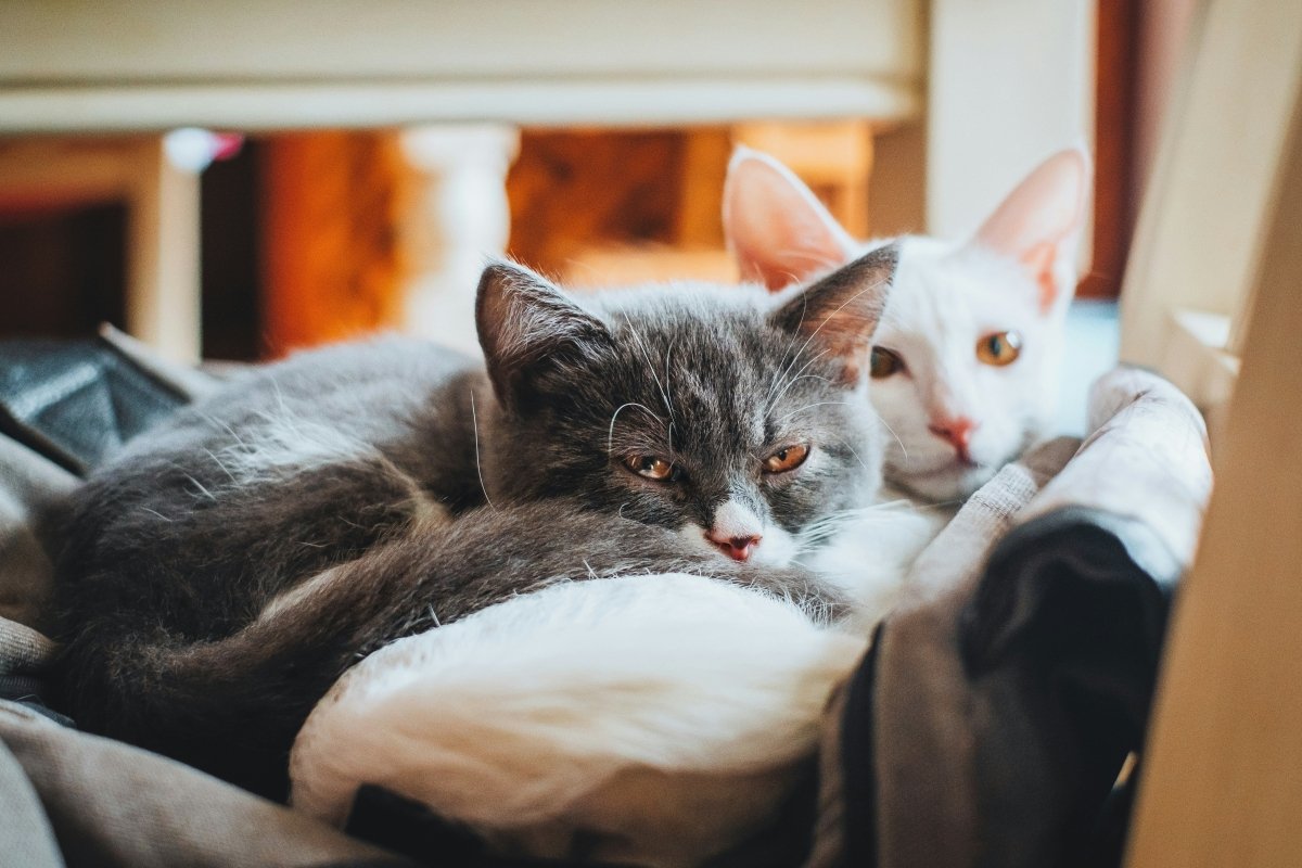An Introduction to Cat Breeds in NZ: Choosing the Right Companion for Your Home - Pet Supply