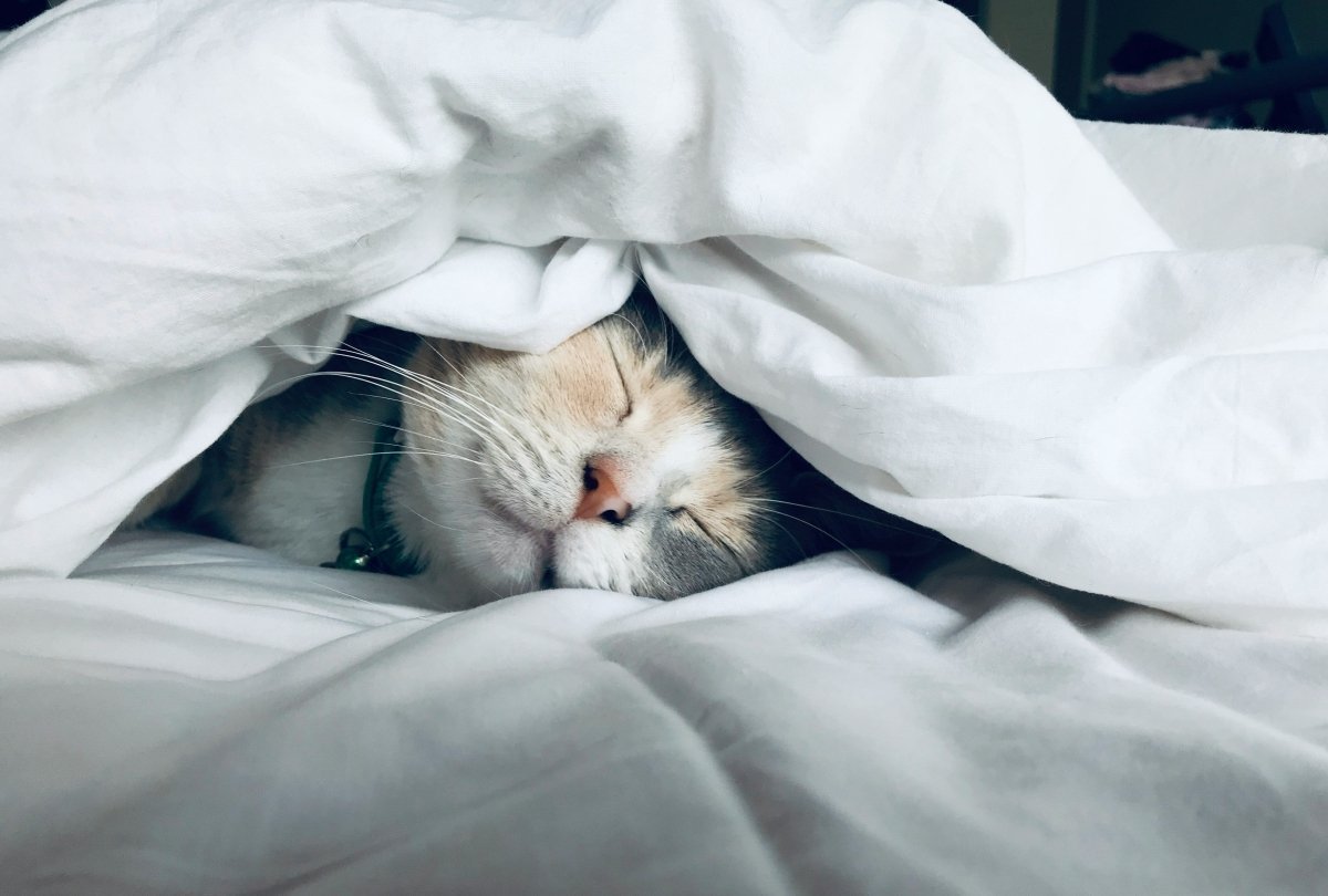 Best Flea Treatment For Cats NZ | Compare Bravecto, NexGard & Advocate - Pet Supply