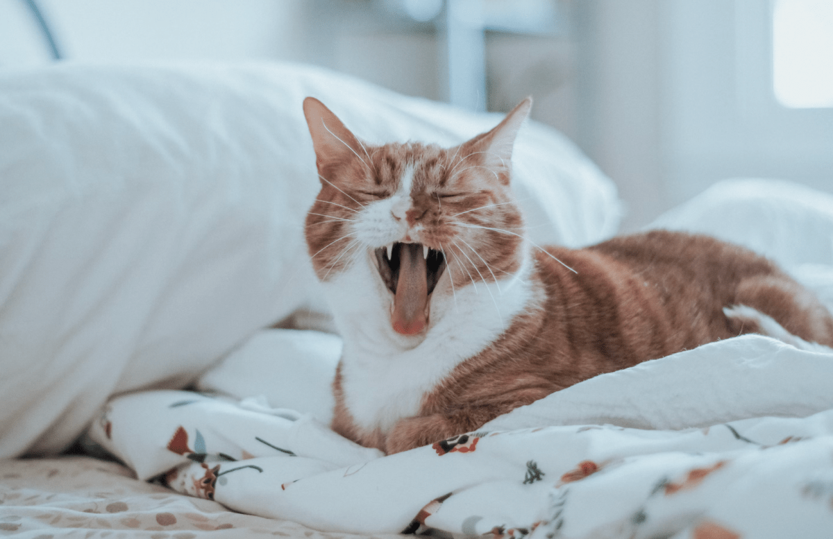 Cat Pheromone Diffusers & Sprays: Do They Really Work? A Complete Guide for NZ Cat Owners - Pet Supply