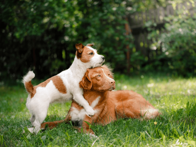 Comparing Flea Treatments: Spot-On vs. Oral Medications vs. Collars - Pet Supply