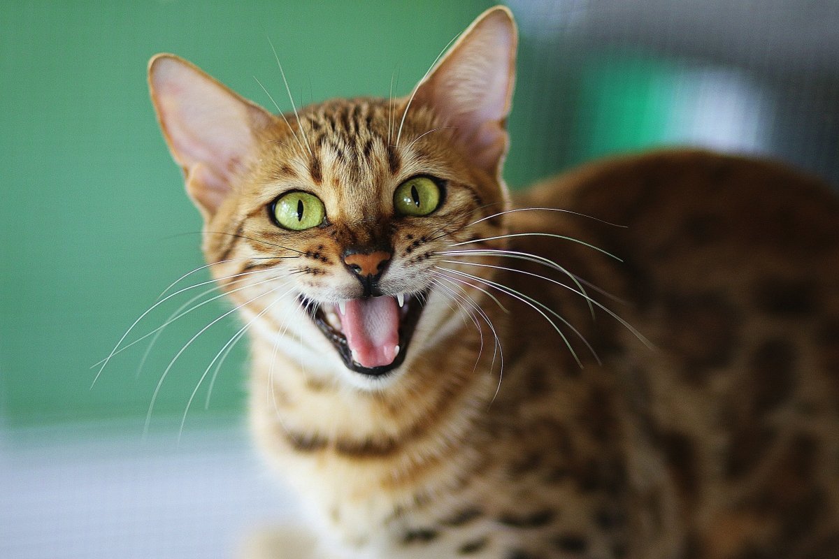 Dental Health for Cats: The Complete Guide to Caring for Your Cat’s Teeth and Gums - Pet Supply