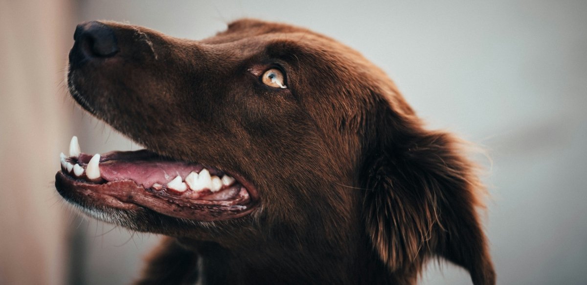 Dental Health for Dogs: The Complete Guide to Caring for Your Dog’s Teeth and Gums - Pet Supply