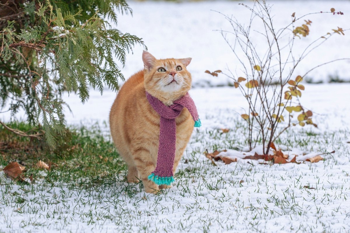 Do Fleas Survive Winter in NZ? Myths, Facts & Region Guide - Pet Supply