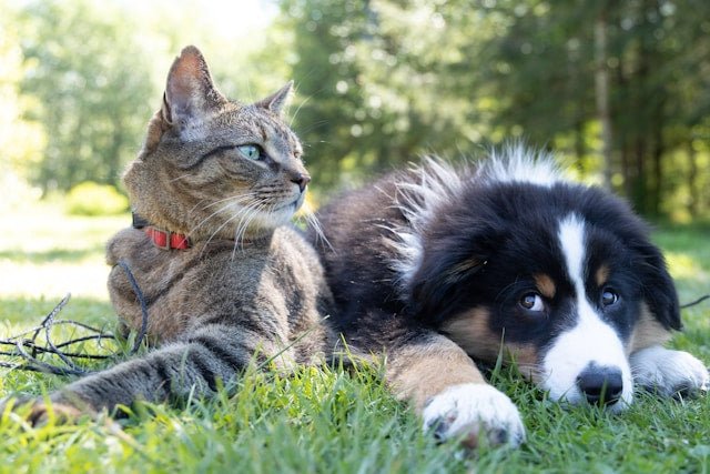 Does Flea Treatment Also Treat Worms? - Pet Supply