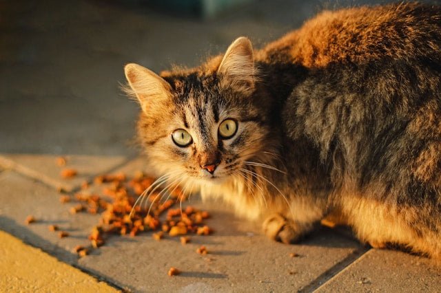 How Much Should I Feed My Cat? The Complete NZ Cat Feeding Guide - Pet Supply