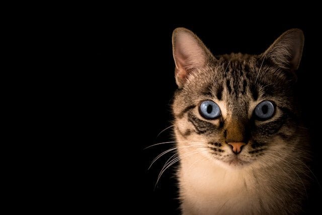 How Often Should You Worm a Cat in New Zealand? - Pet Supply