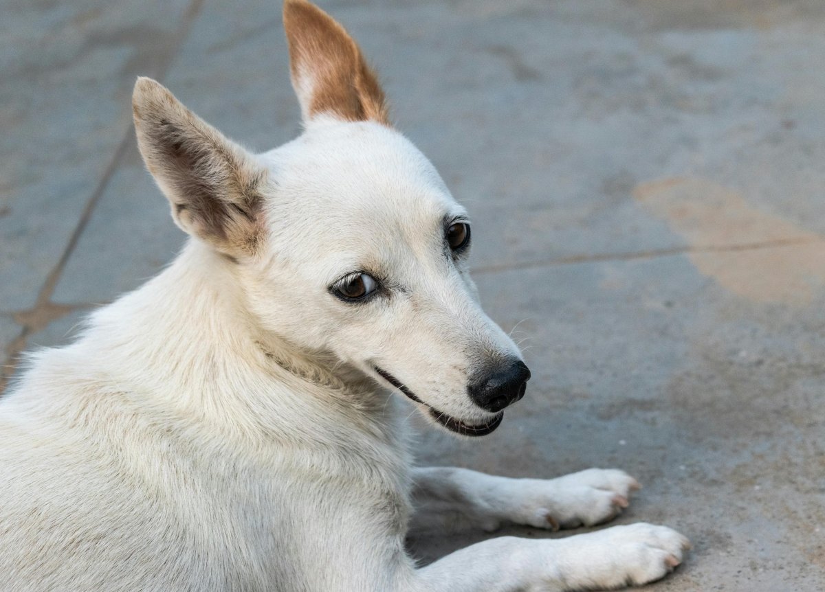 How Often Should You Worm Your Dog in New Zealand? - Pet Supply