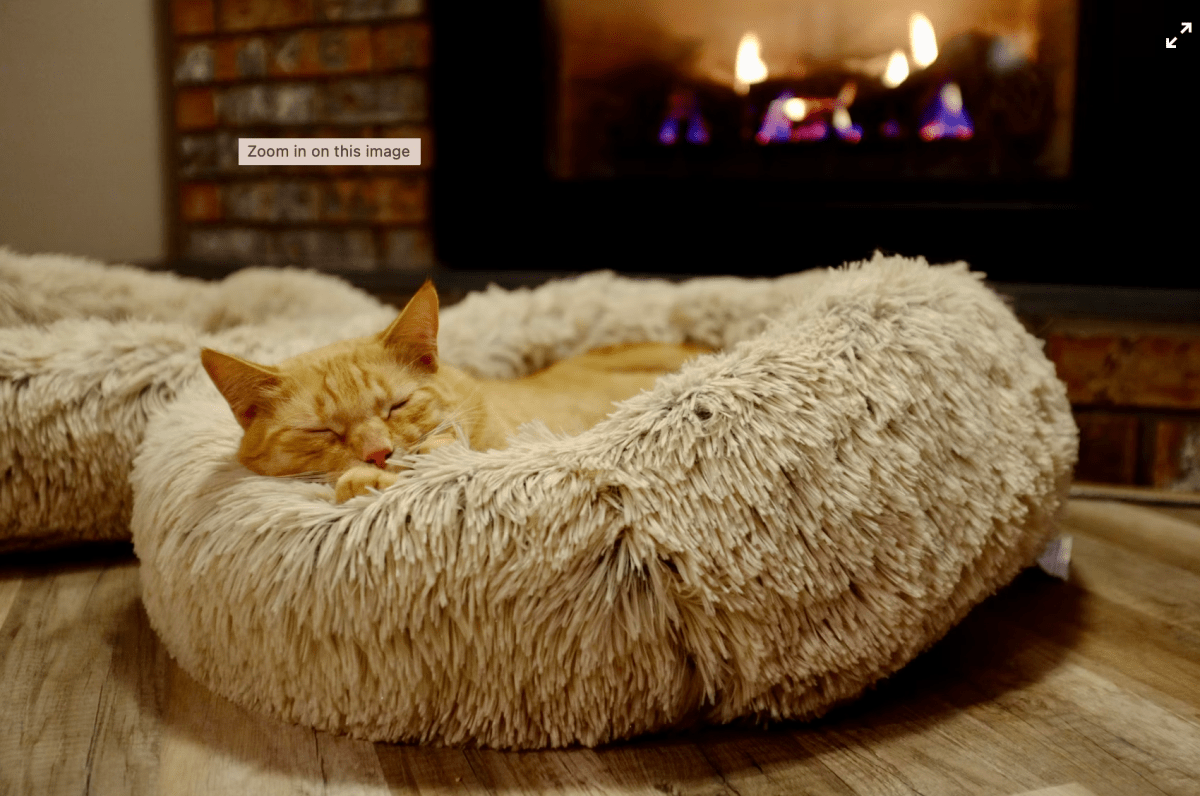 How to Choose the Best Cat Bed for Your Cat’s Personality - Pet Supply