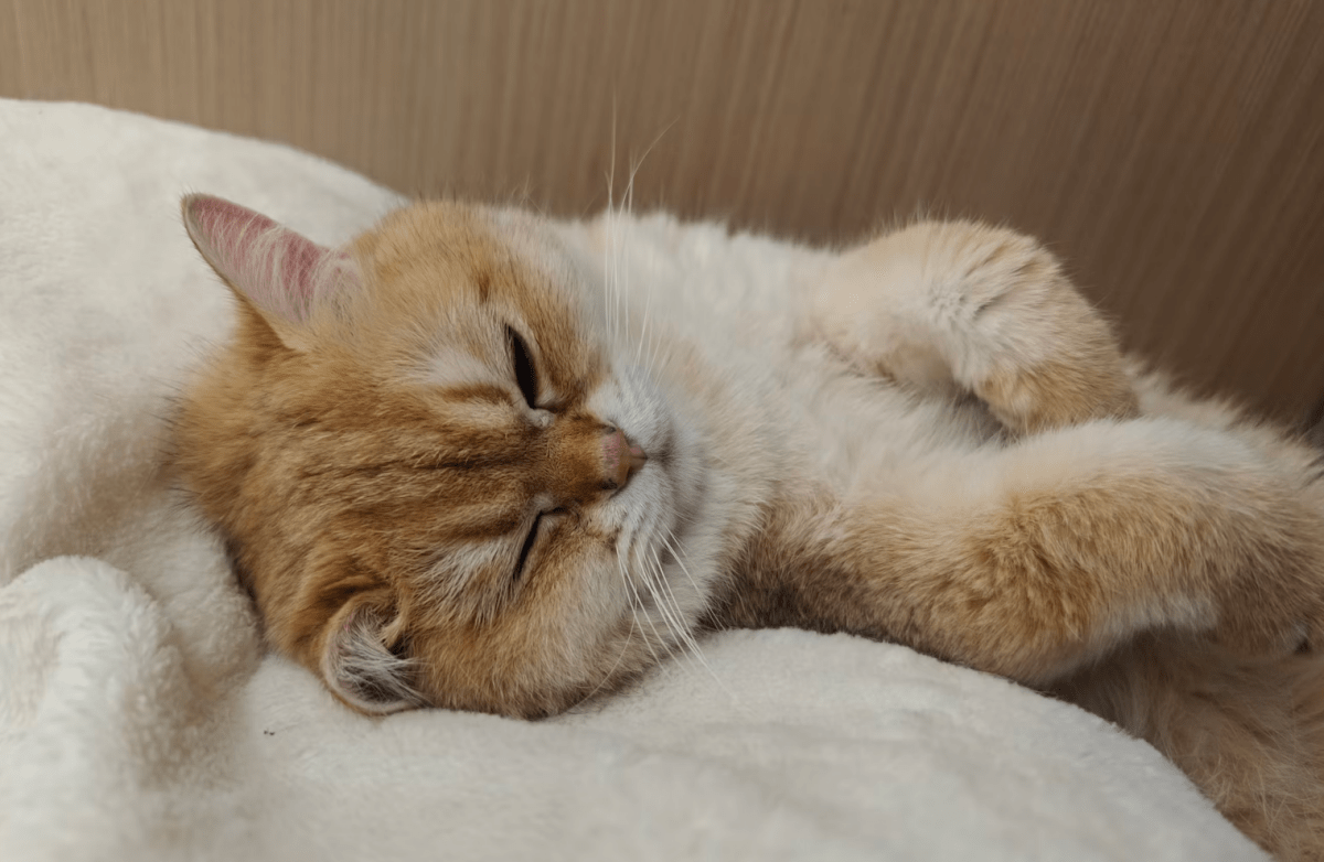 How to Clean and Care for Your Cat’s Bouclé Bed - Pet Supply