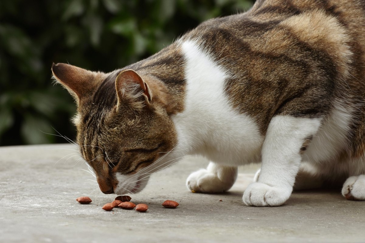 How to Switch Your Cat's Food Without Upsetting Their Stomach - Pet Supply
