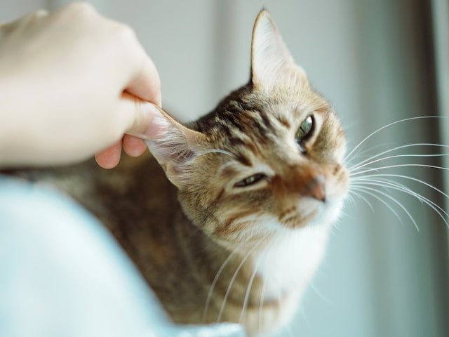 How to Tell If Your Cat Has Fleas (Signs, Checks & What to Do Next) - Pet Supply