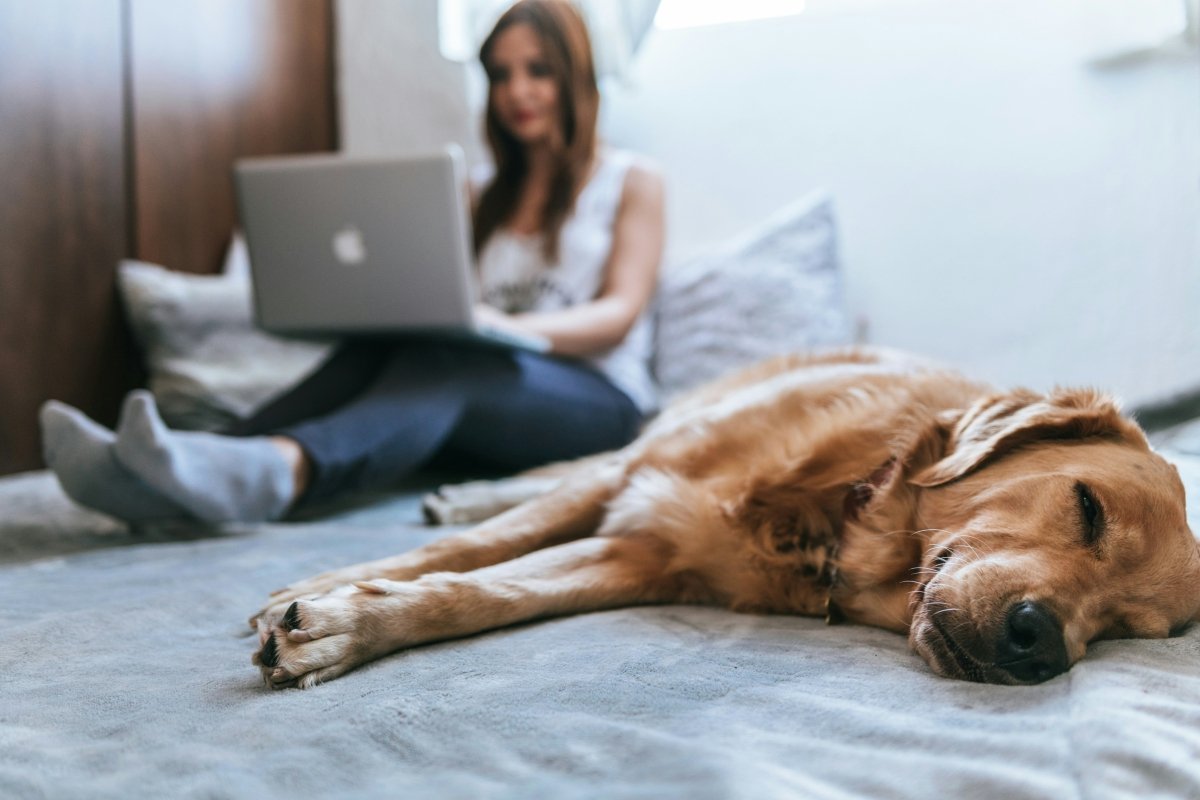 Pet Insurance in New Zealand: Is It Worth It for Kiwi Pet Owners? - Pet Supply