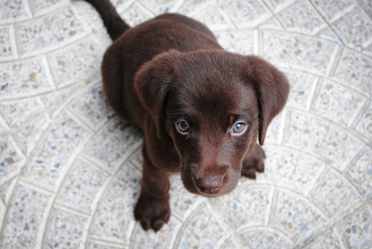 Puppy Food Guide: What to Feed Your Puppy in NZ - Pet Supply