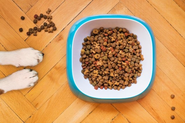Purina ONE vs Royal Canin: Which Cat Food Is Right for Your Cat in New Zealand? - Pet Supply