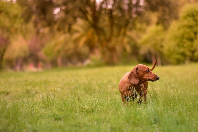 Signs of Worms in Dogs: What New Zealand Owners Should Look For - Pet Supply