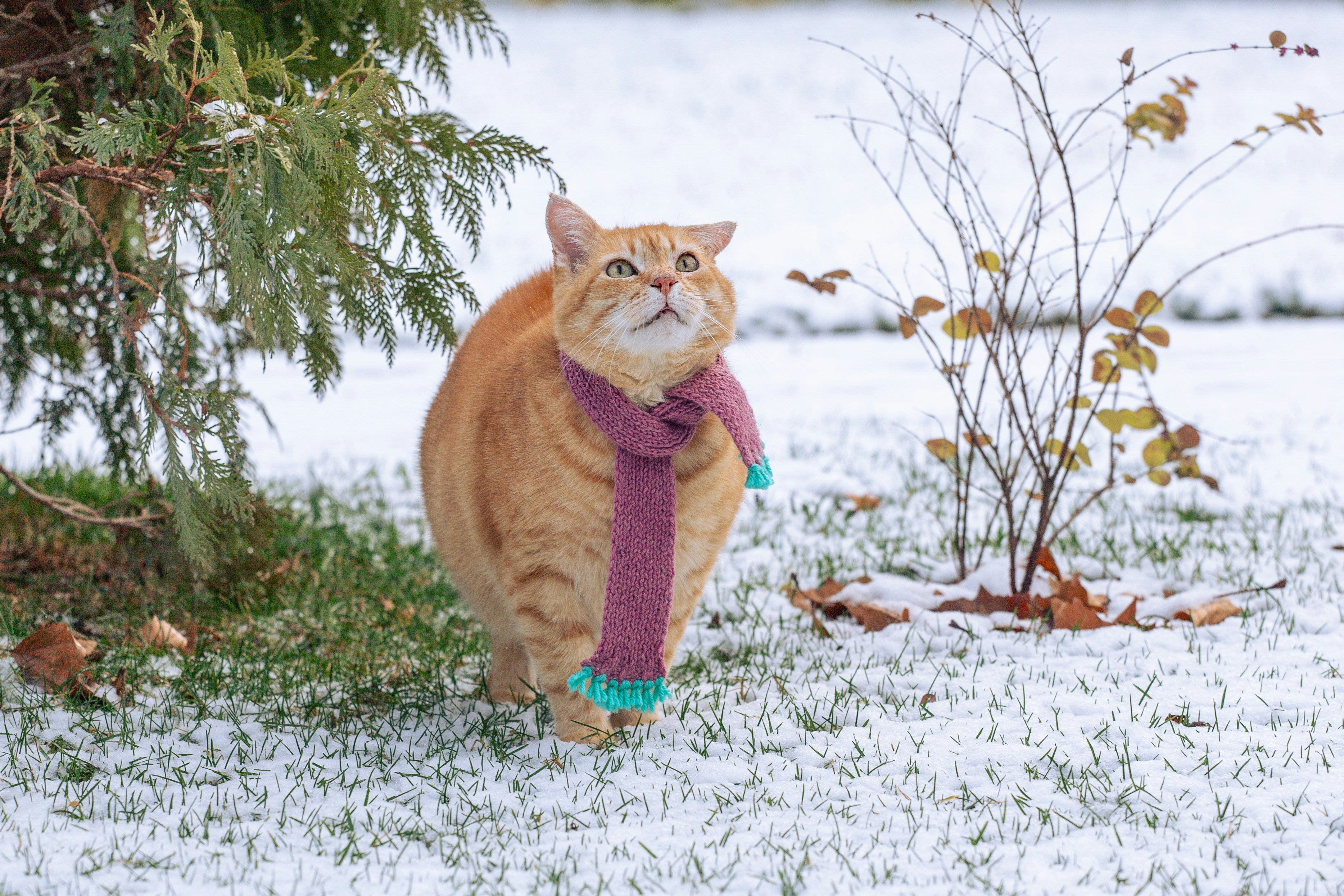 Do Fleas Survive Winter in NZ? Myths, Facts & Region Guide