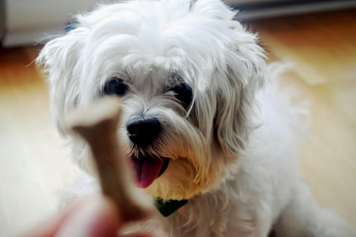 The Best Dog Treats in NZ: Healthy Picks Your Dog Will Love - Pet Supply