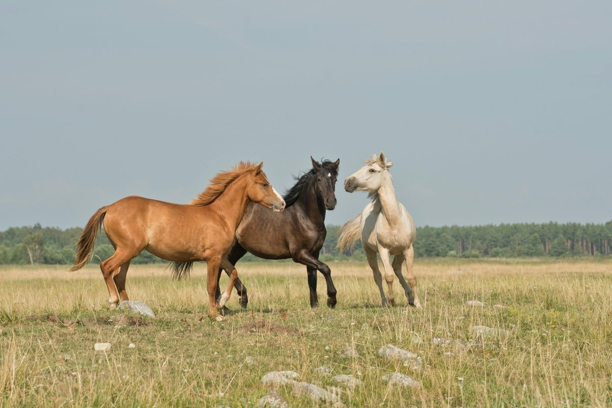 The Best Horse Feed in NZ: What to Know Before You Buy - Pet Supply