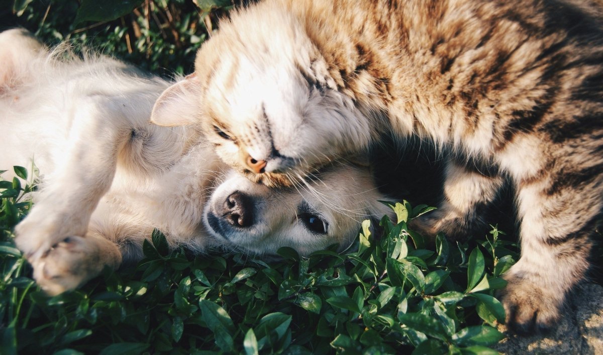 The Importance of Regular Flea Treatment: Why Prevention is Key - Pet Supply