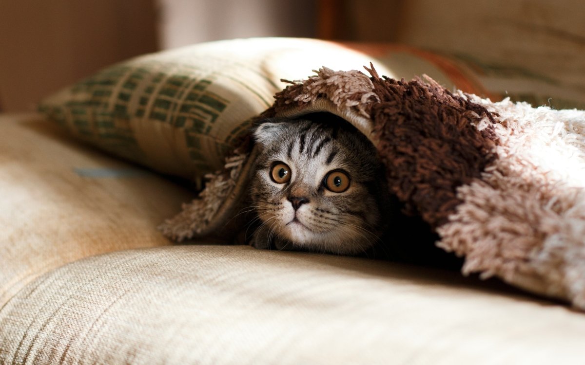 The Lifecycle of a Flea: Everything New Zealand Pet Owners Need to Know - Pet Supply