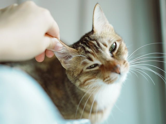 The Safest Flea Treatment for Cats in New Zealand - Pet Supply