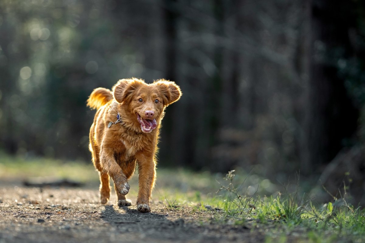 The Ultimate Guide to 4CYTE: Joint Support for Dogs, Cats, and Horses ...