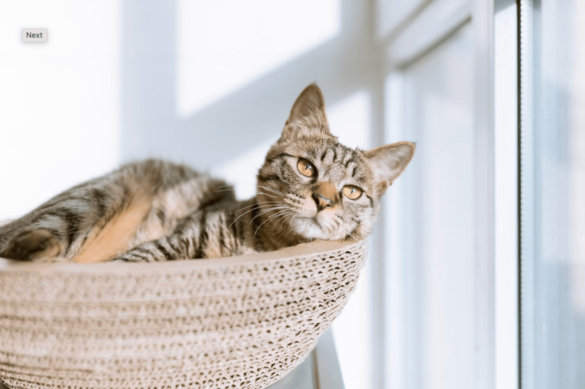 The Ultimate Guide to Cat Beds in NZ: What Kiwi Cats Really Love - Pet Supply
