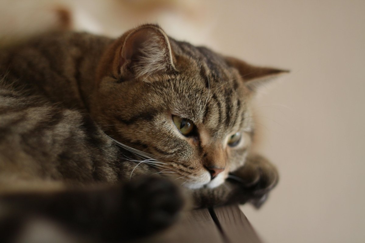 Why Is My Cat Not Eating? Common Causes & What NZ Owners Can Do - Pet Supply