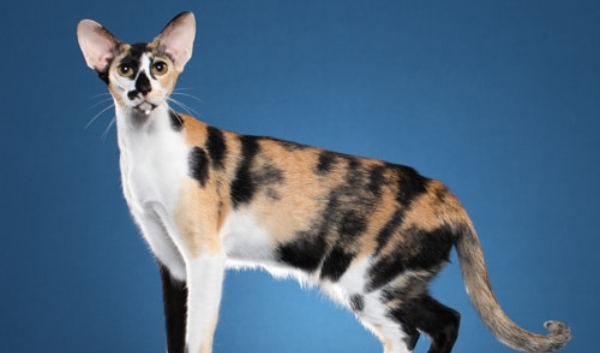 Oriental Shorthair