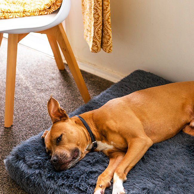 Brooklyn® Ultra Memory Foam Bed - Pet Supply