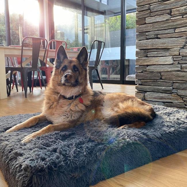 Brooklyn® Ultra Memory Foam Bed - Pet Supply