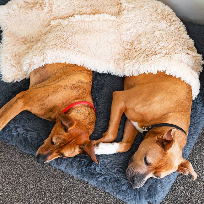 Brooklyn® Ultra Memory Foam Bed - Pet Supply