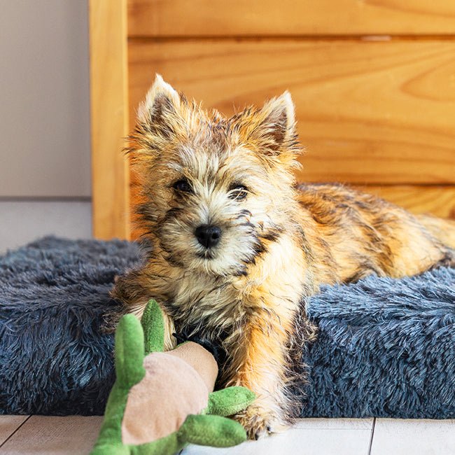 Brooklyn® Ultra Memory Foam Bed - Pet Supply