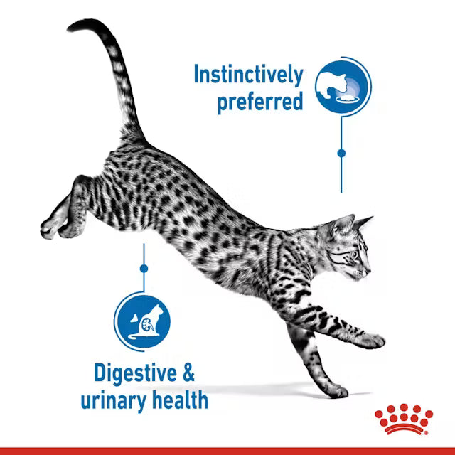 Royal Canin Cat Indoor Gravy 